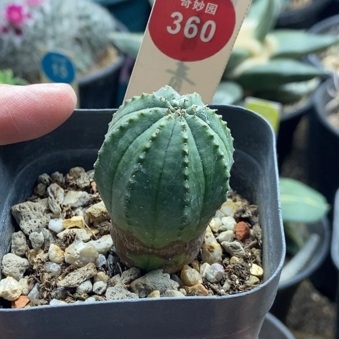 老斑布纹球一棵仙人球