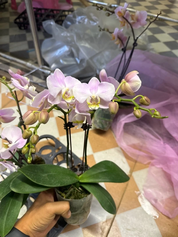 杂花蝴蝶兰 任意两颗发货