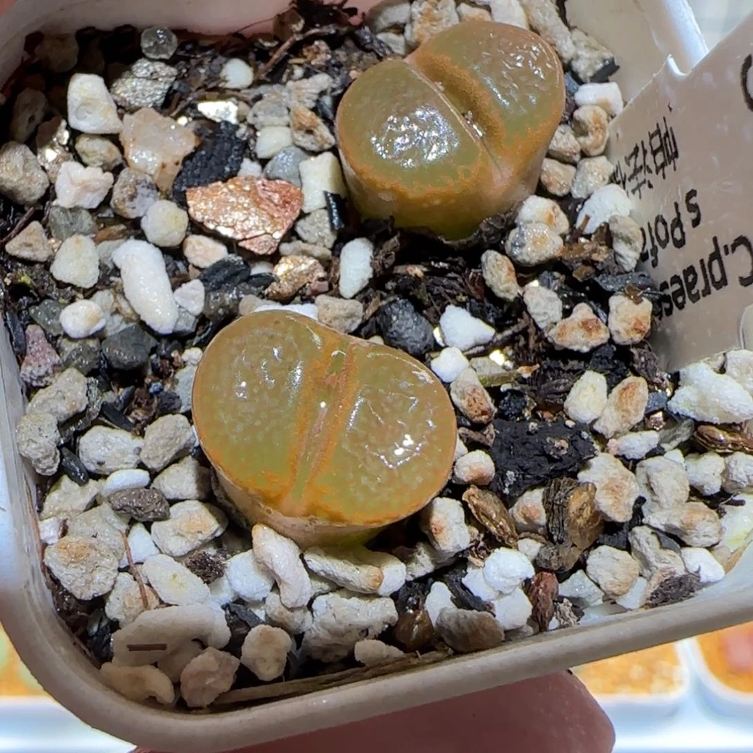 肉锥多肉植物百科-帕法德117