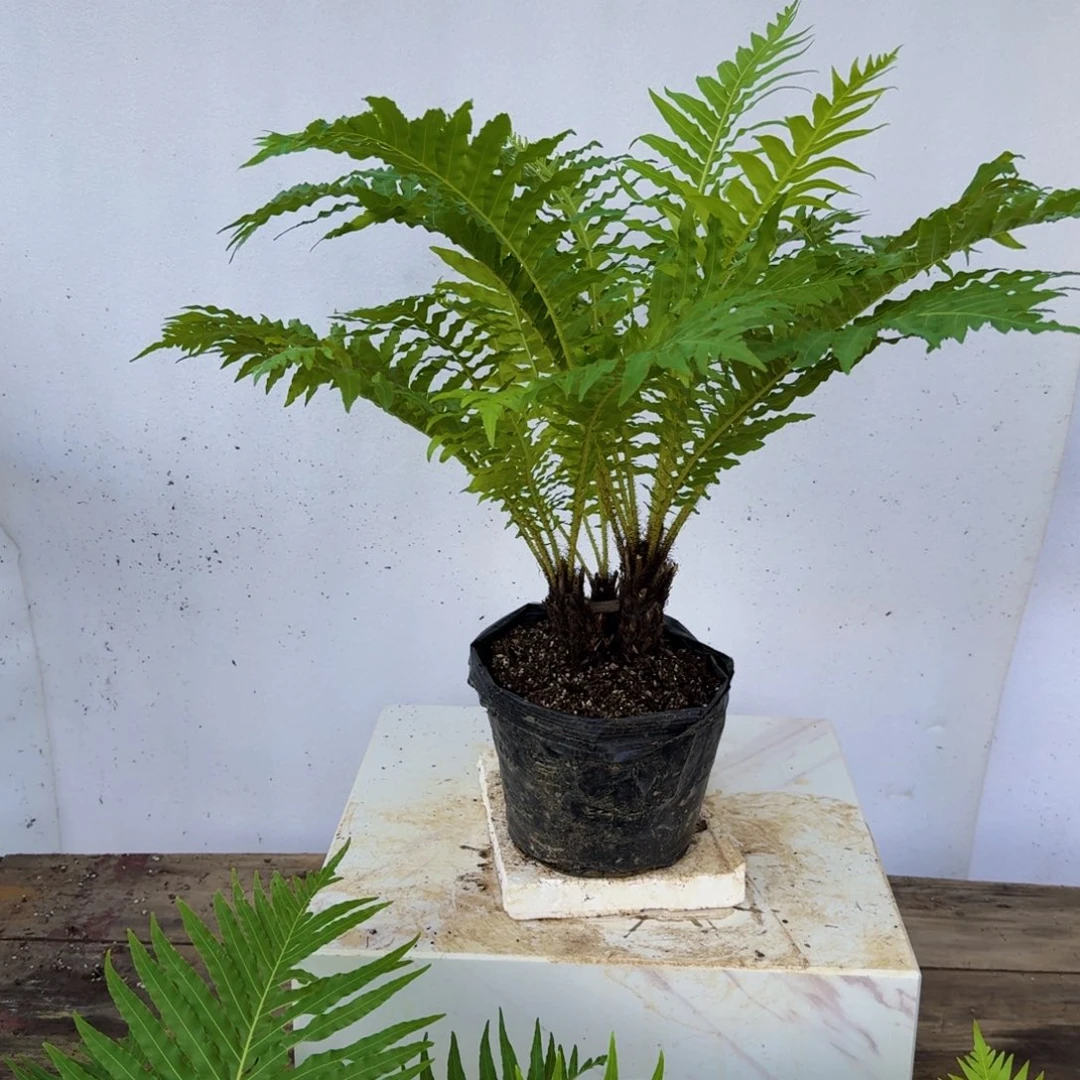 海***涯不开花植物小三头富贵蕨