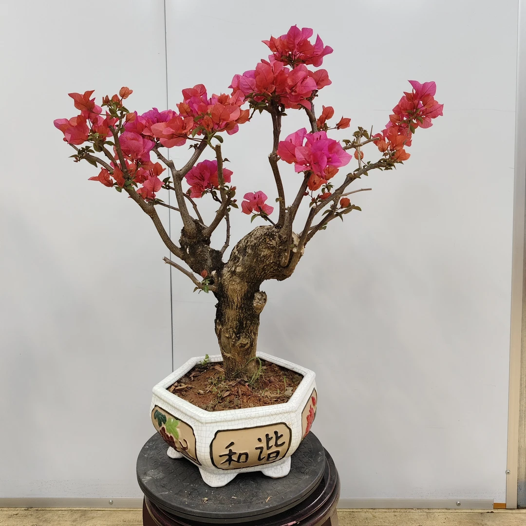 爆花美景老桩三角梅海棠花盆景同安红一物一拍
