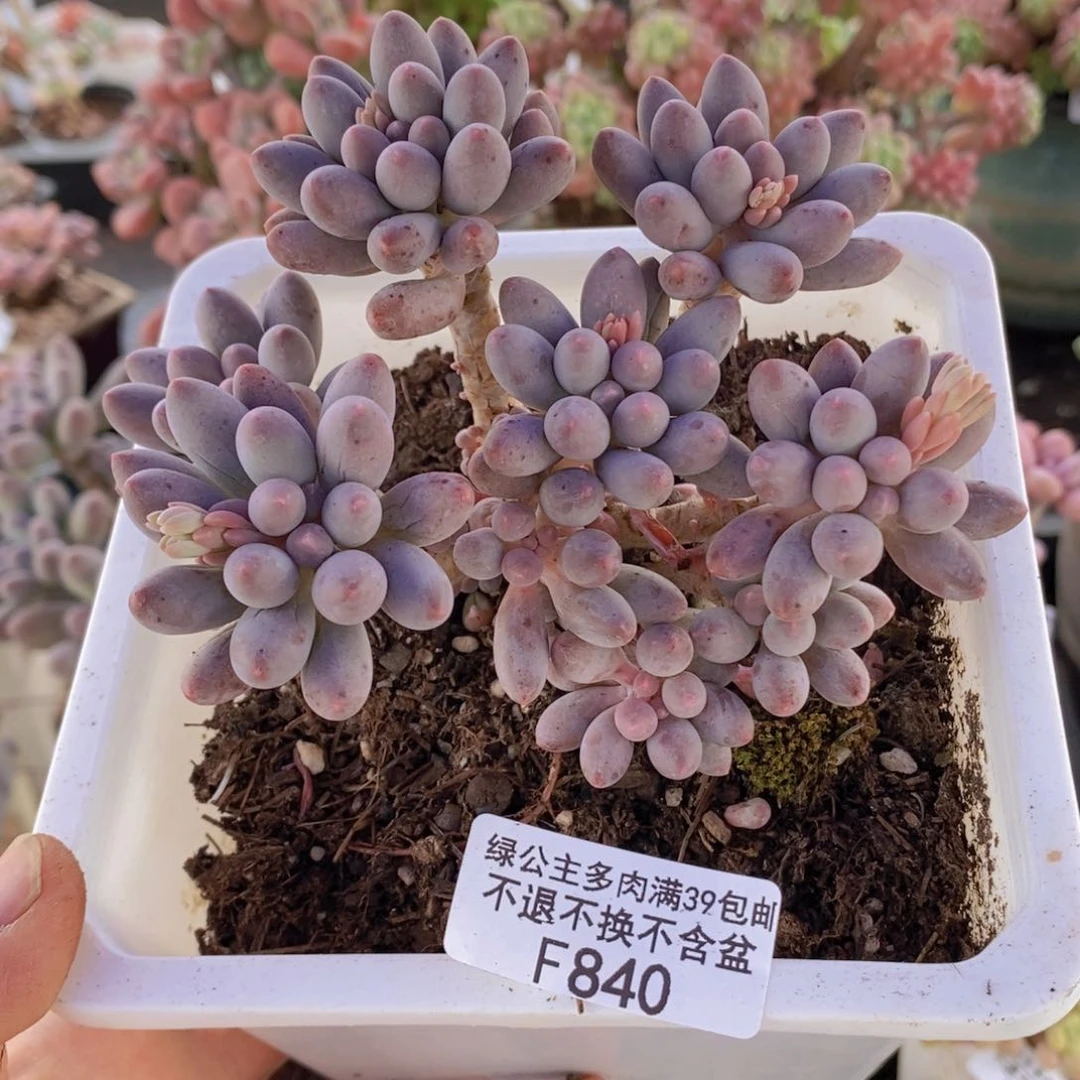 婴儿手指老桩10cm840多肉