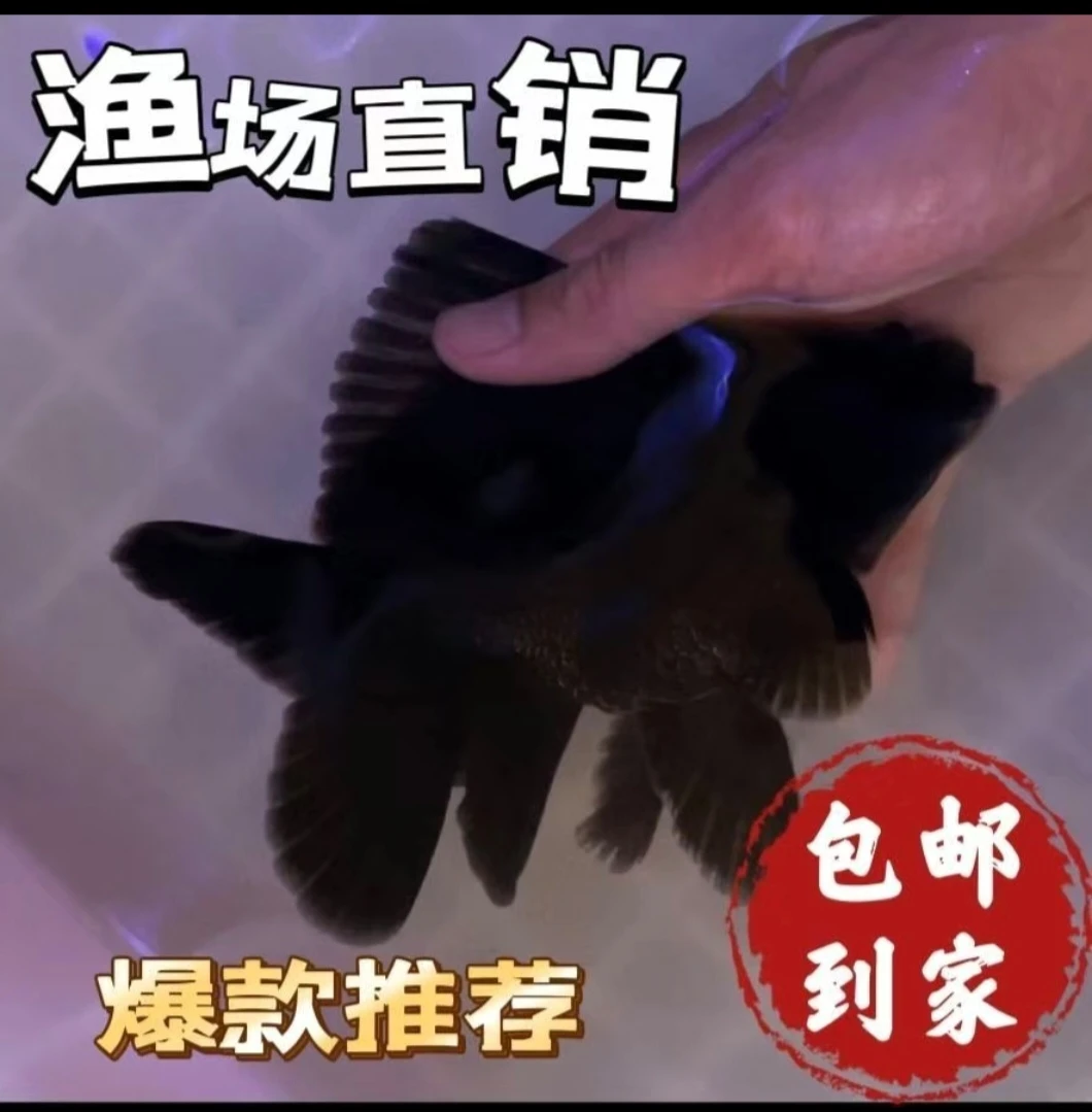 正宗精品蝴蝶鲤球体短身淡水冷水桃心尾耐活招财鱼墨蝶五代