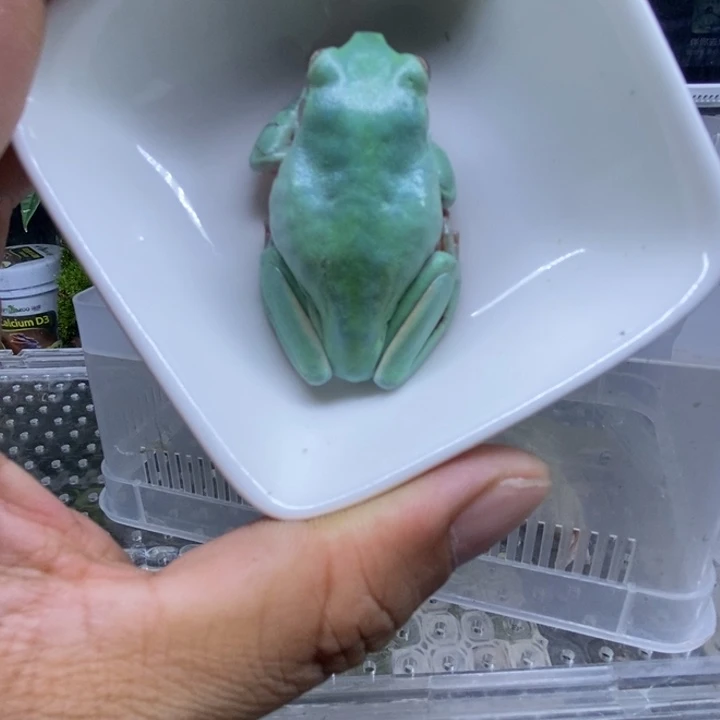 老爷树蛙绿姥爷树蛙