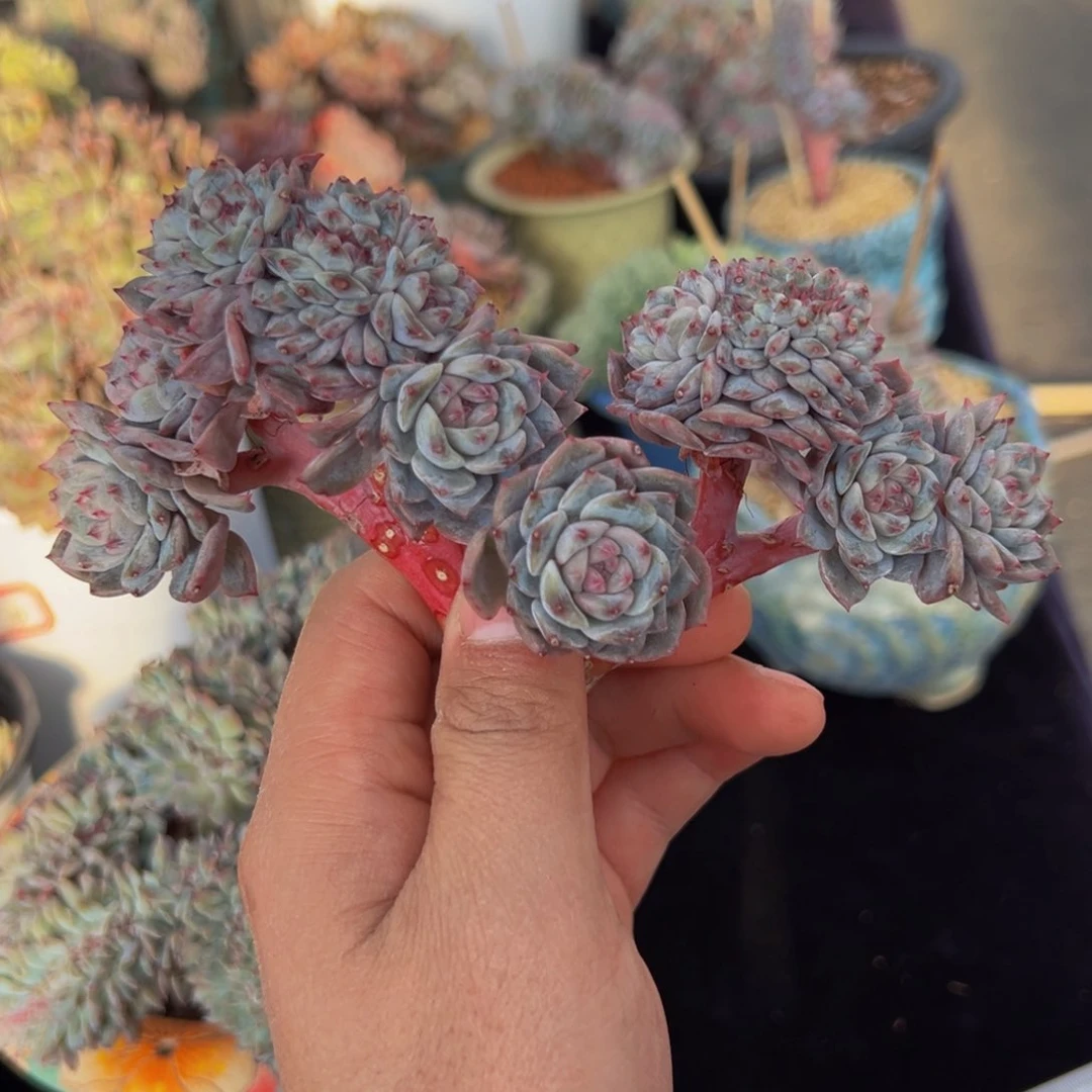 10朵朵树莓带缀微瑕