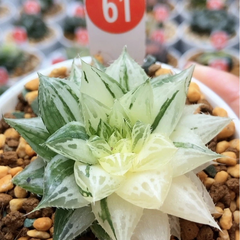 【闪购商品】曲水61