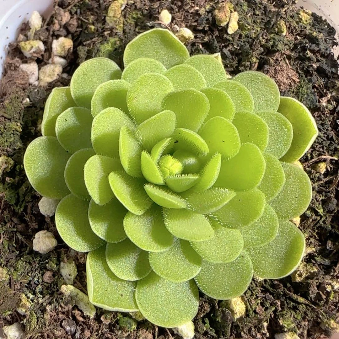 多肉1227-140捕虫堇