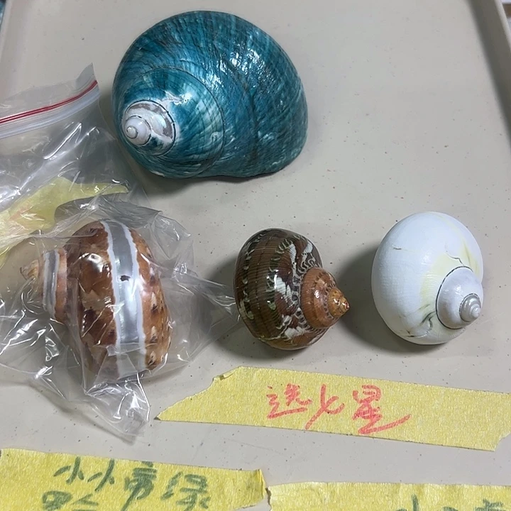 特价壳哈哈哈哈的