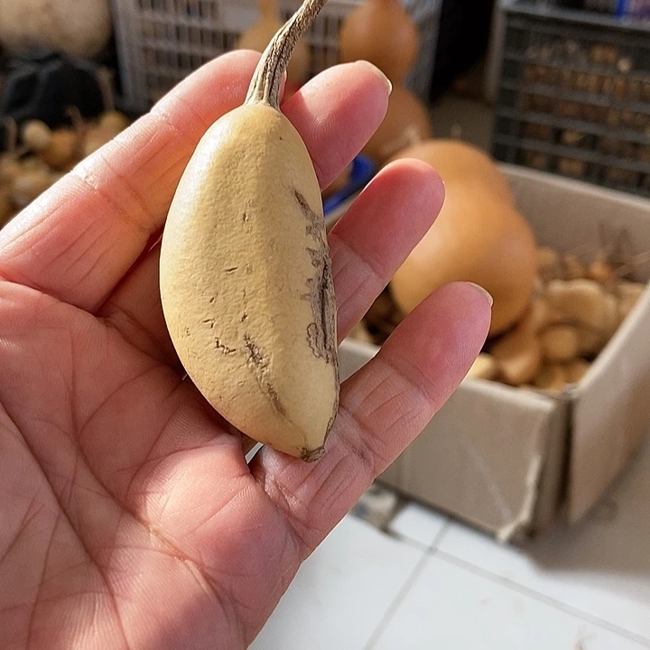 shih d gu huo k g d f