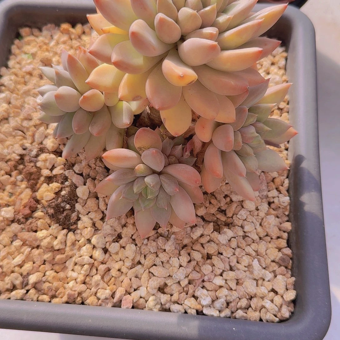 1834红象牙多肉植物