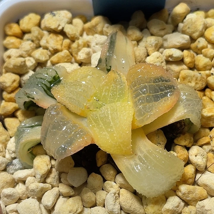 598糊斑天空之镜锦特选福利