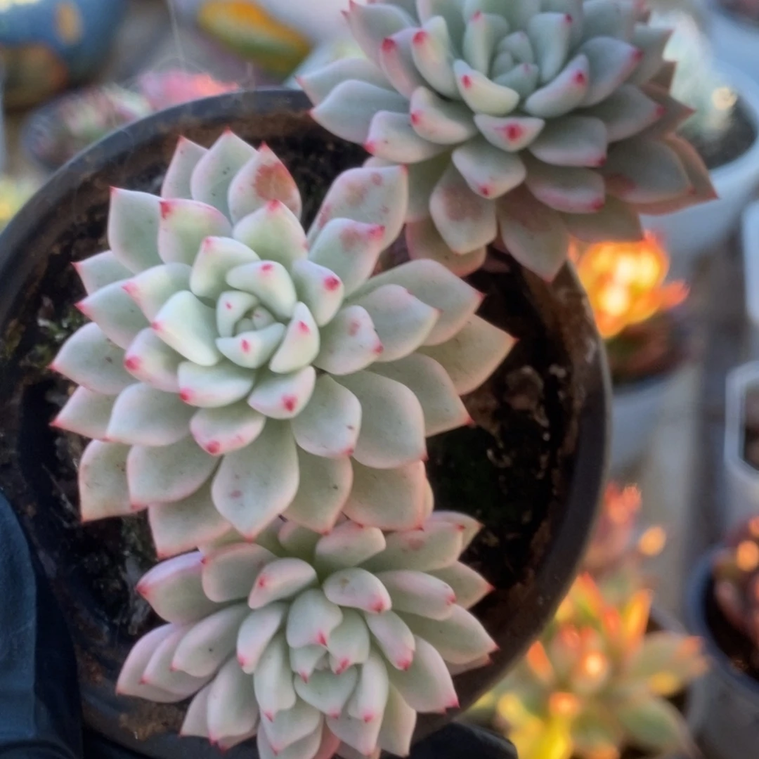 279爪系杂锦锦锦锦