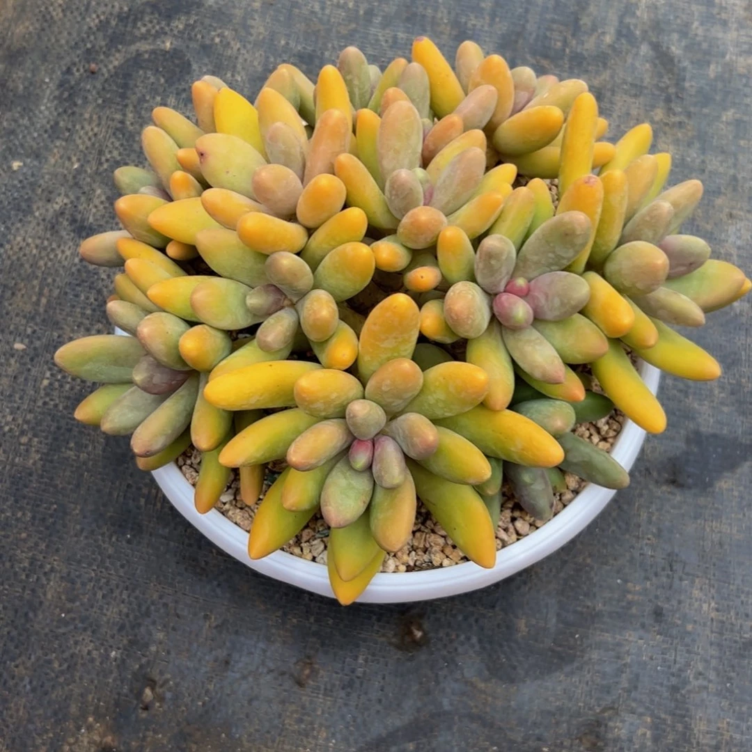 锦***上糖果自然群多肉植物