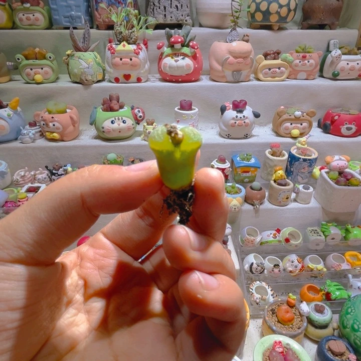 麋**人鹿宝专属链接拍拍