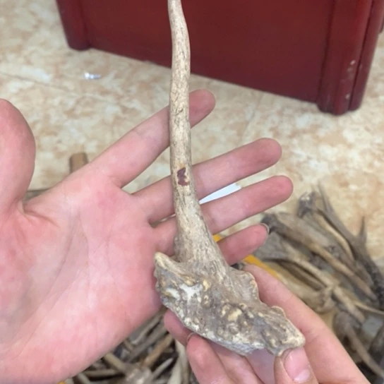 团***王银S925鹿鹿。