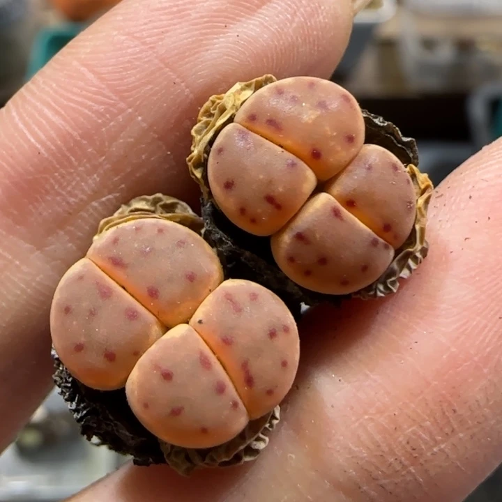 6.14。 神笛。 2。9026