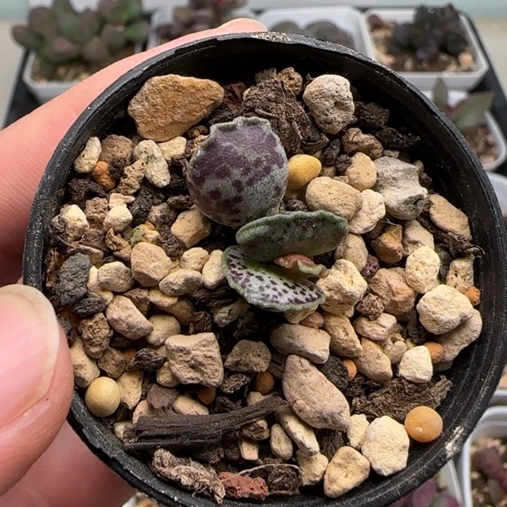 达摩海豹水泡多肉植物