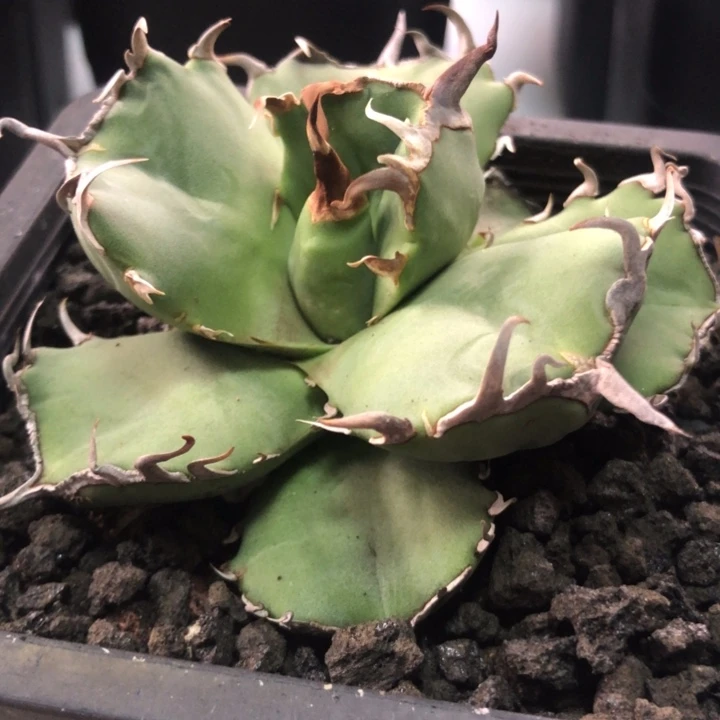 海豹仁王冠折后价