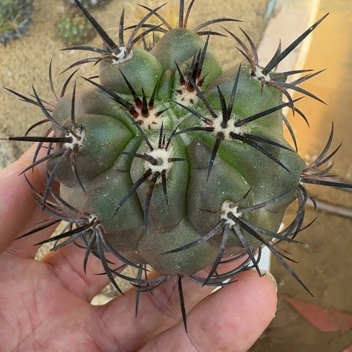 龙魔玉无根2222525