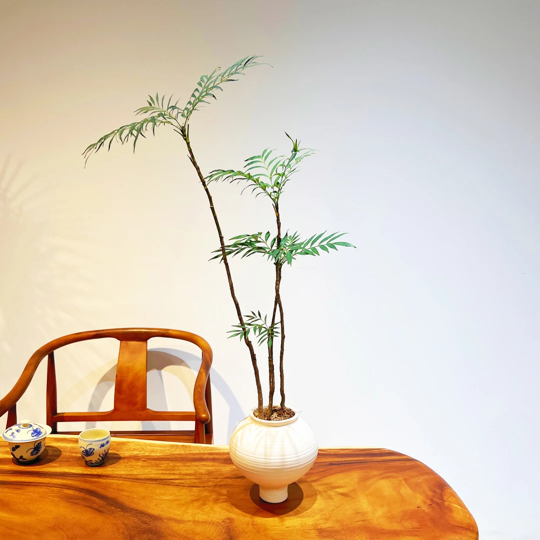十大功劳室内小绿植造型植物盆栽室内办公室客厅阳台好养绿植桌面