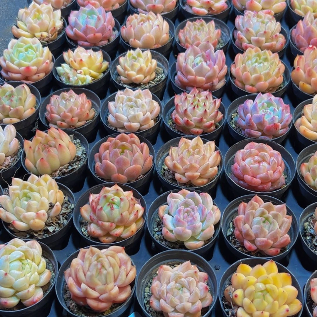 034多肉葡萄领导人物库资料显示？肉