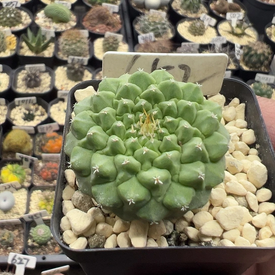 652菊水实生3.6厘米