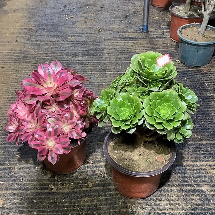 1，2棵123567899000