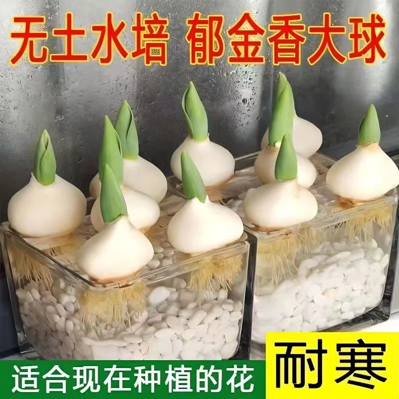 常艺【郁金香种球】 客厅水培种植 办公室阳台庭院室内外花卉耐寒