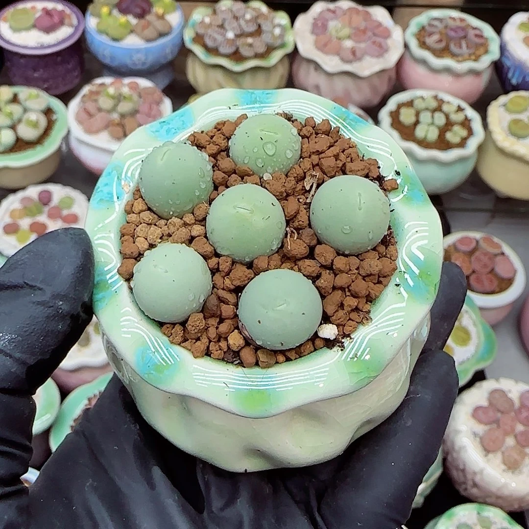 生石花满18包邮1113-25