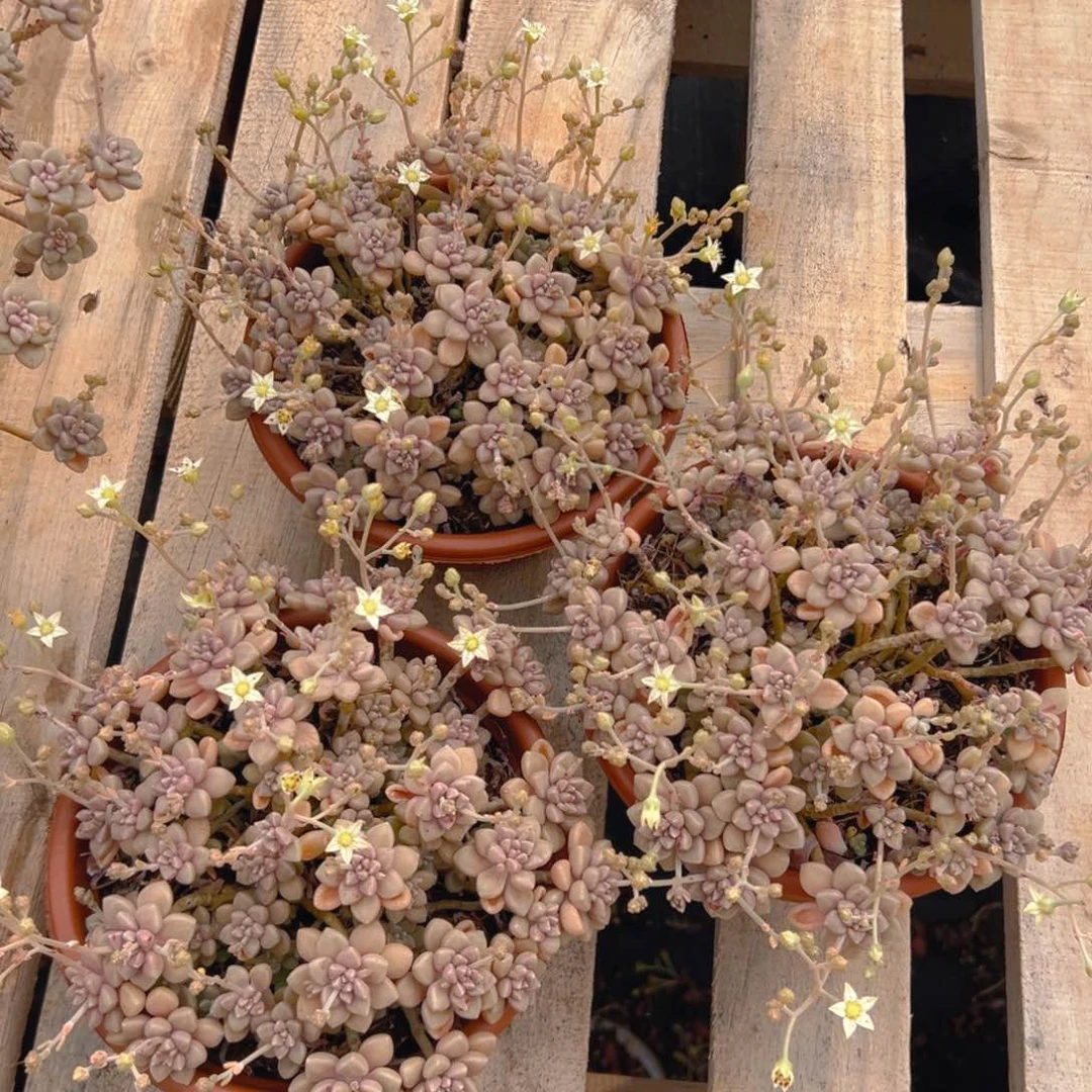 丸叶姬秋丽，满18包邮