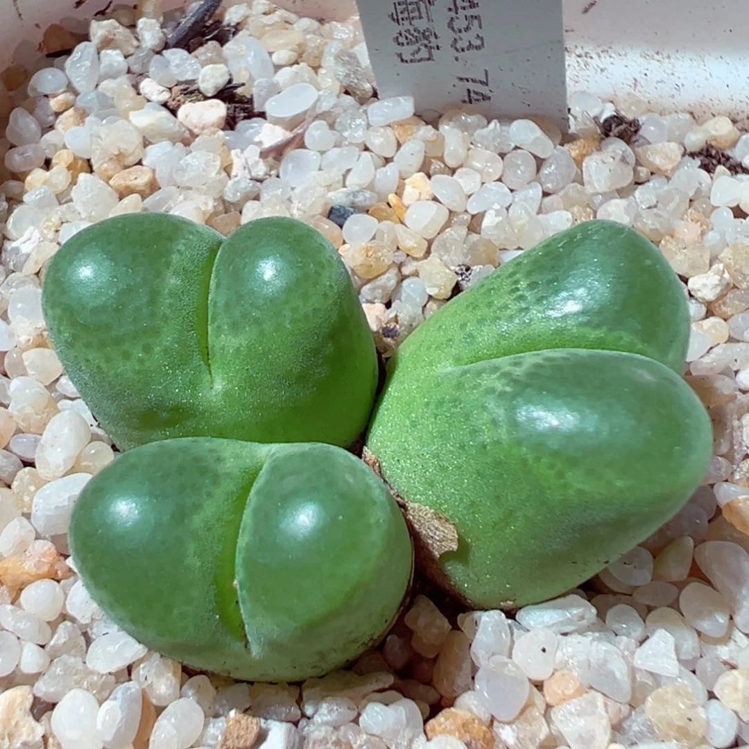 627-835多肉小海豹风铃