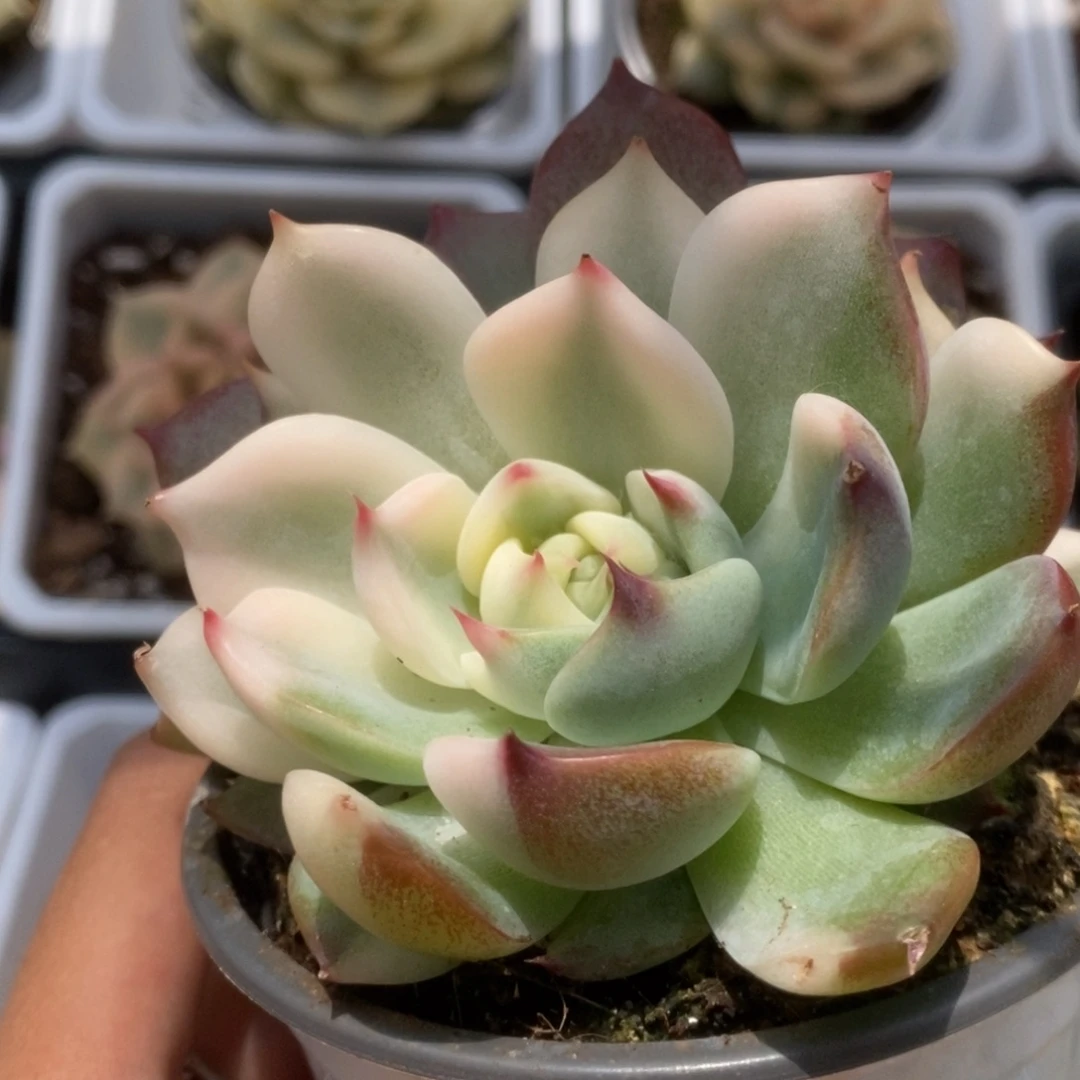 082锦锦锦锦锦锦锦