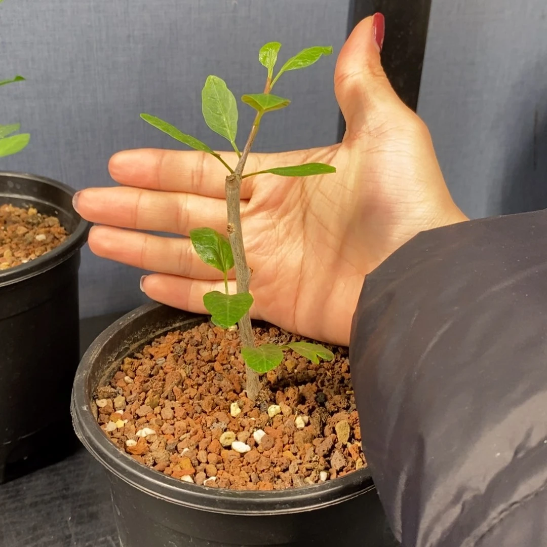 大*3舍特达利裂榄带盆发货