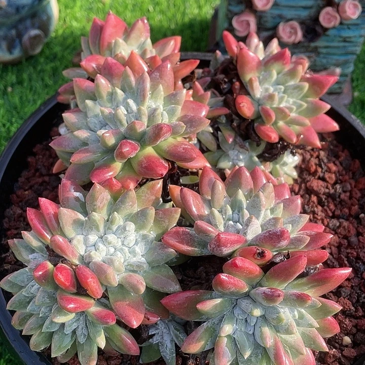 大脸白拇粗桩福利