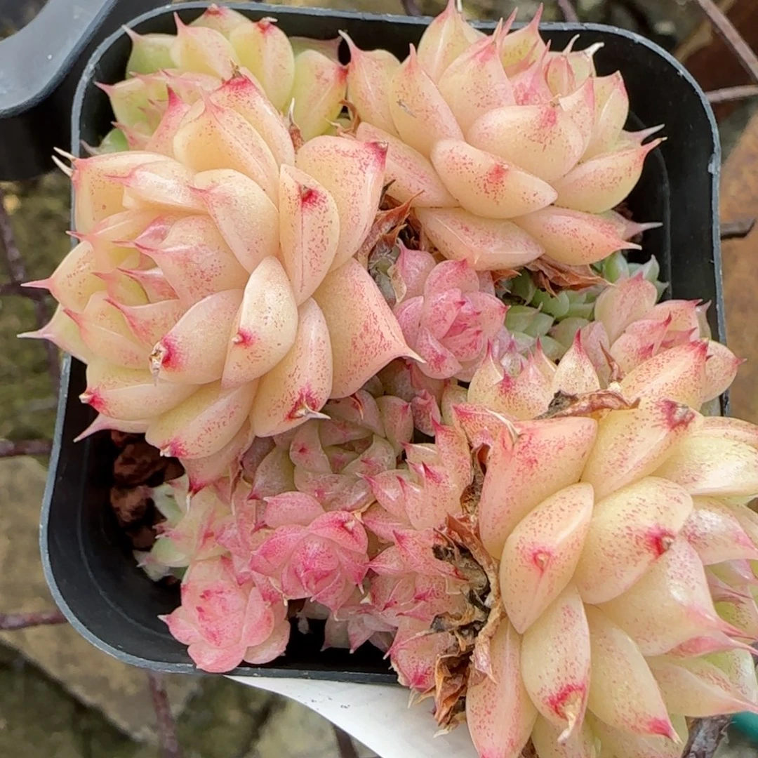 花语逸镜9117-119散