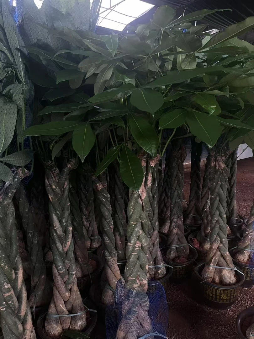 大型发财树室内外花卉盆景植物盆栽摇钱树客厅绿植