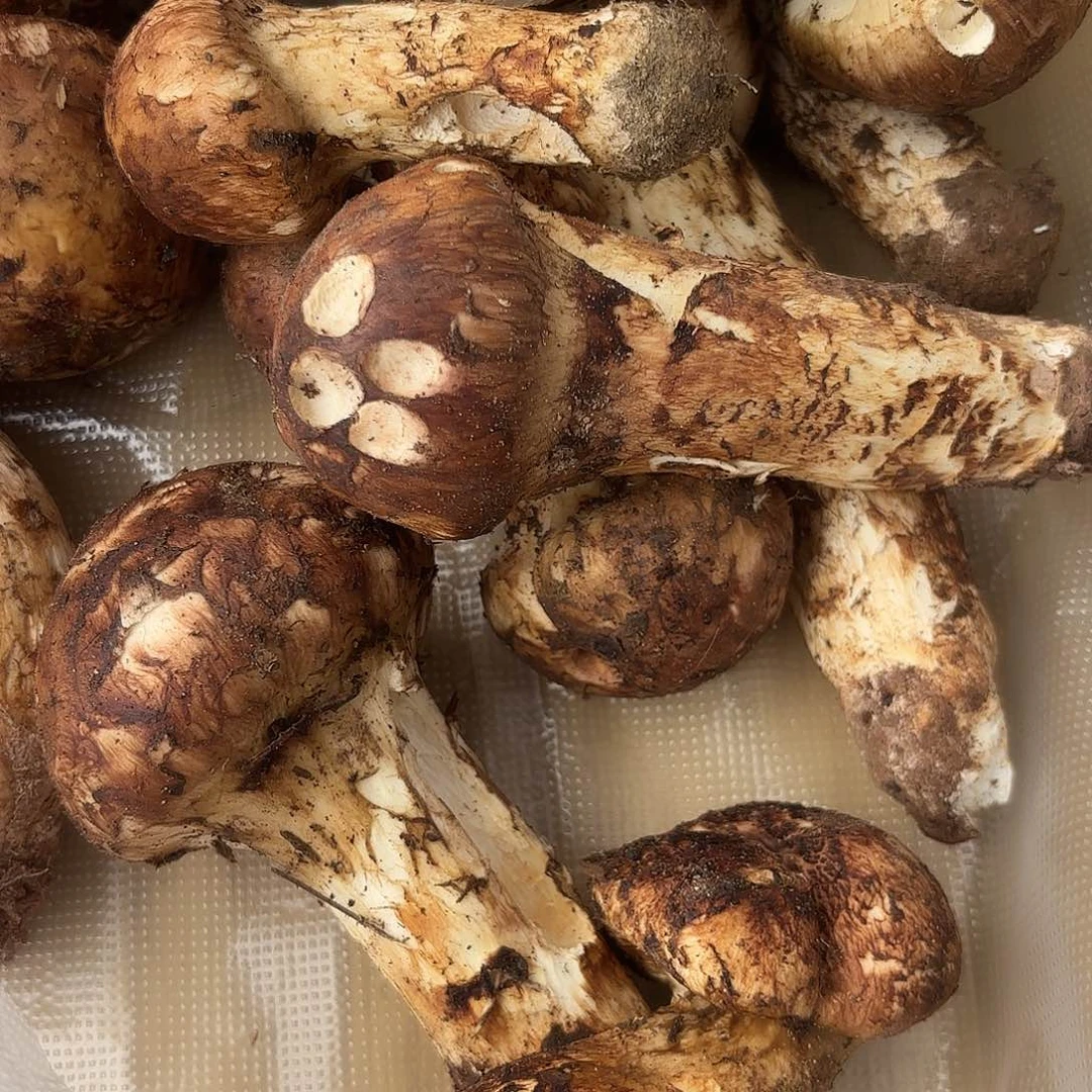 F***n云南南华野生菌中国大陆