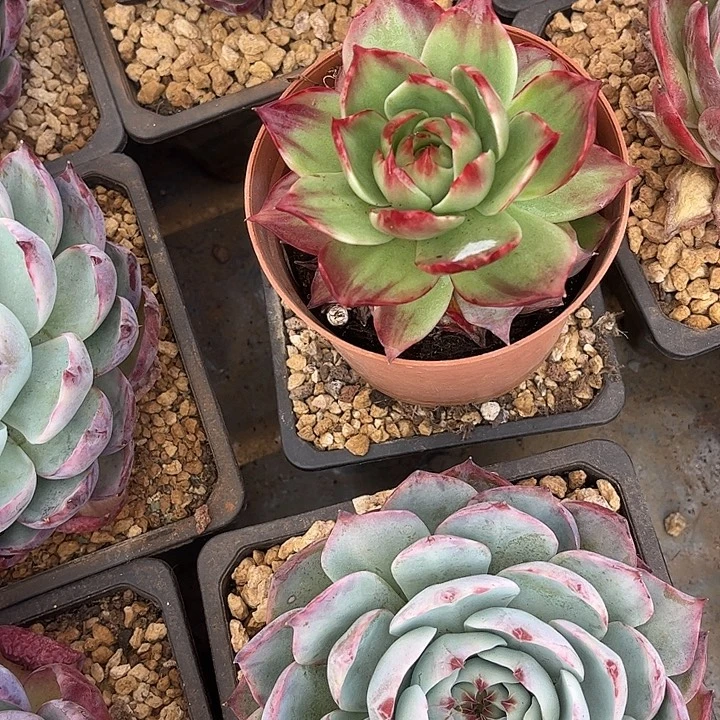 惊鸿仙子多肉植物28