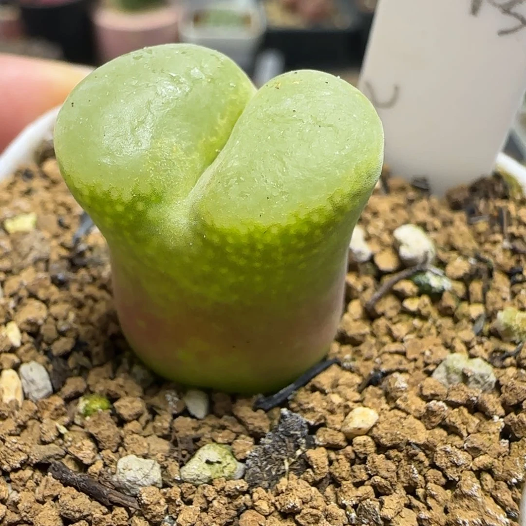 2.2号多肉绿安格66号