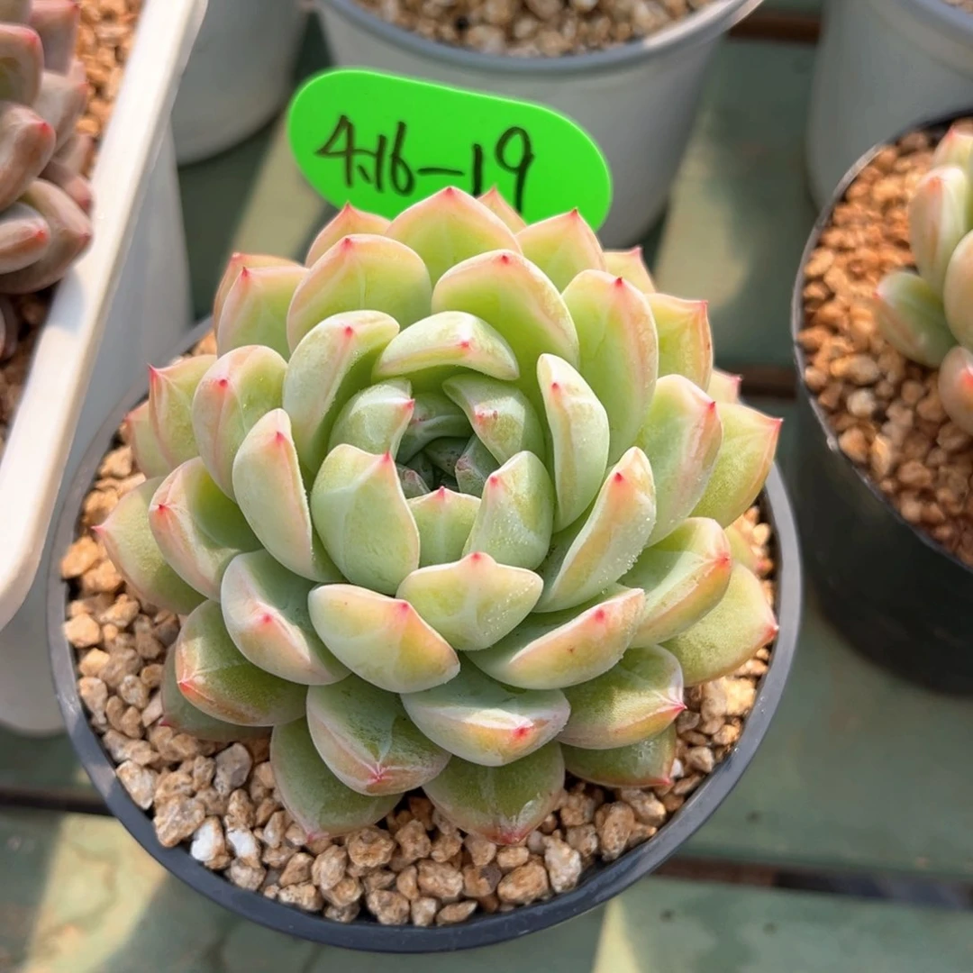 云****4.16.19雪花珍妮