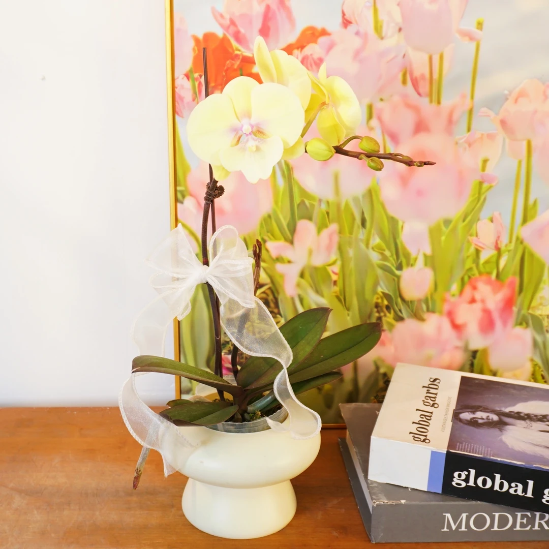 【大吉大利】蝴蝶兰鲜花精致组盆 开花株 室内绿植 养兰基地直发