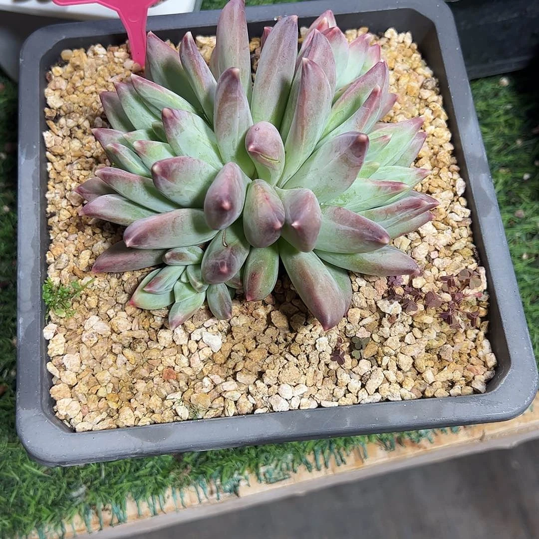 来万特327号多肉植物