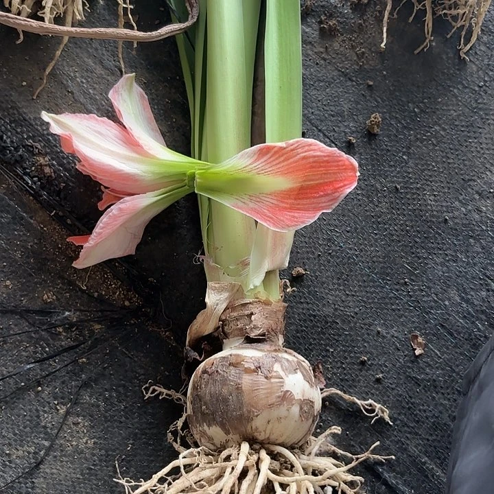 无花朵杂交重瓣福利粉色花