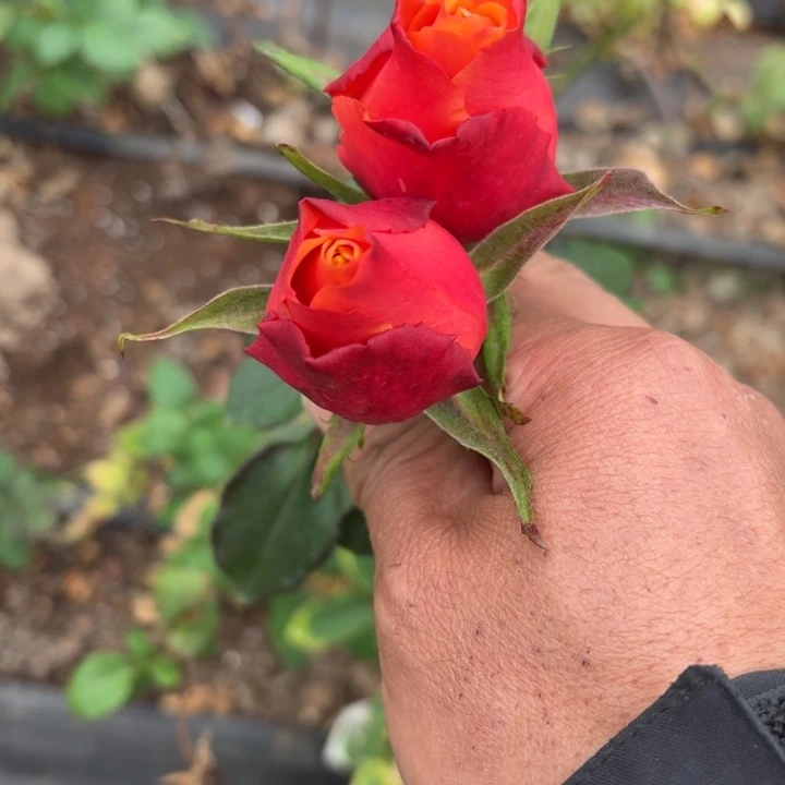 无花朵撒切尔夫人小苗