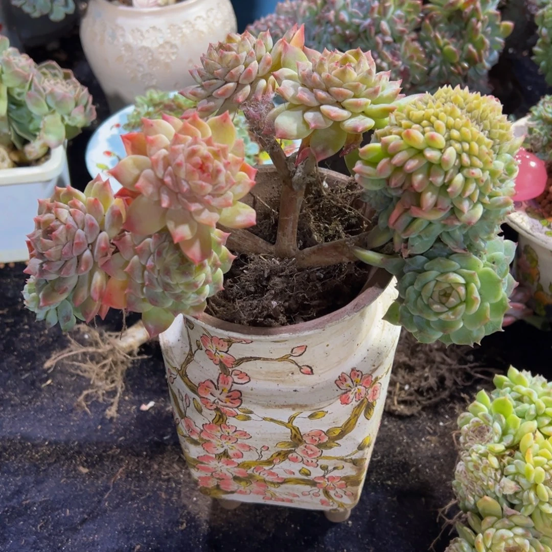 欣***悦枫叶冰魄缀 天天开心