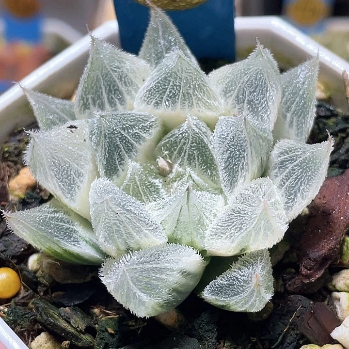 646糊斑白狐狸锦亚成猪