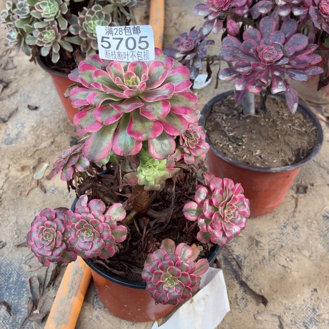 Q. 5705维纳斯多肉12223