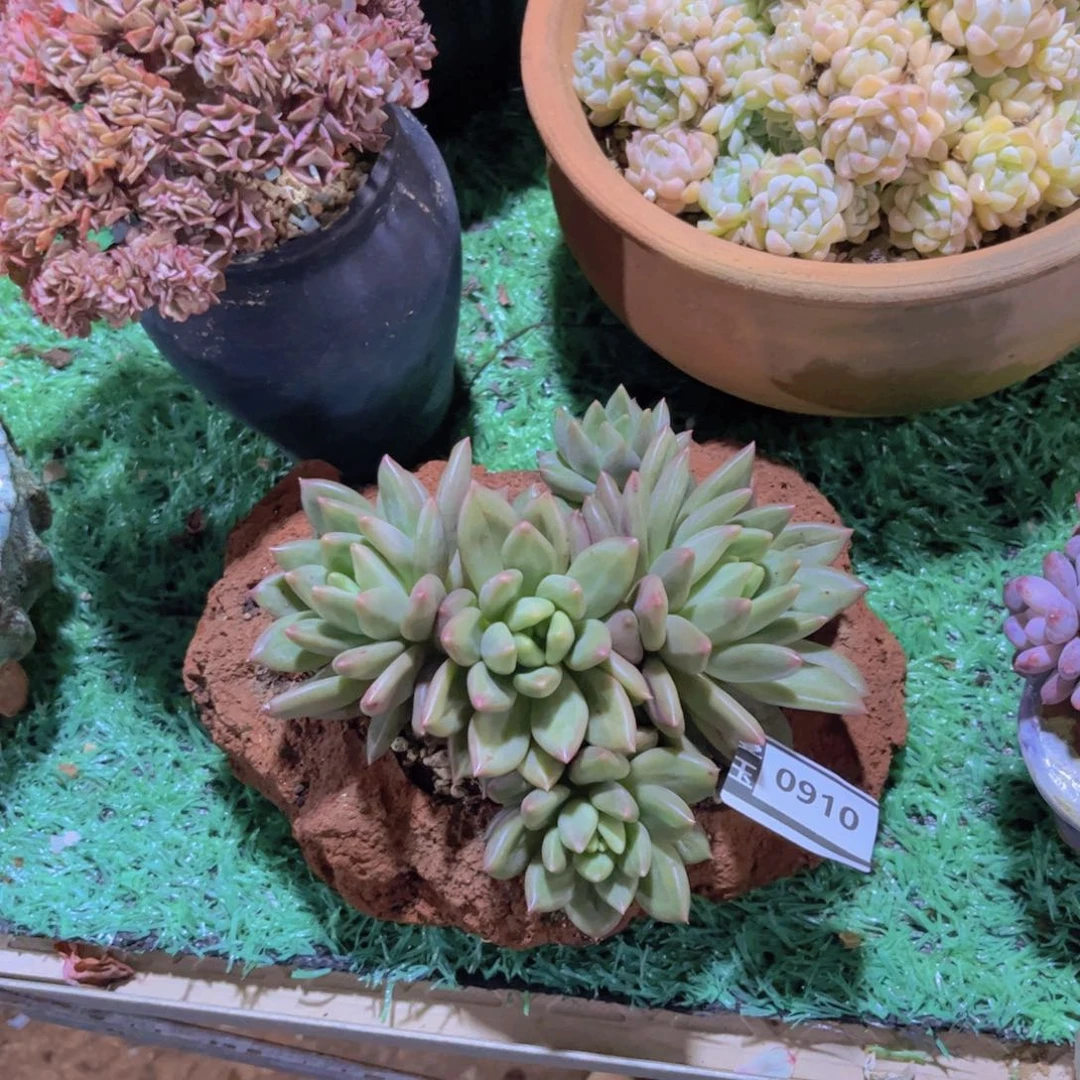 米其林多肉植物0910