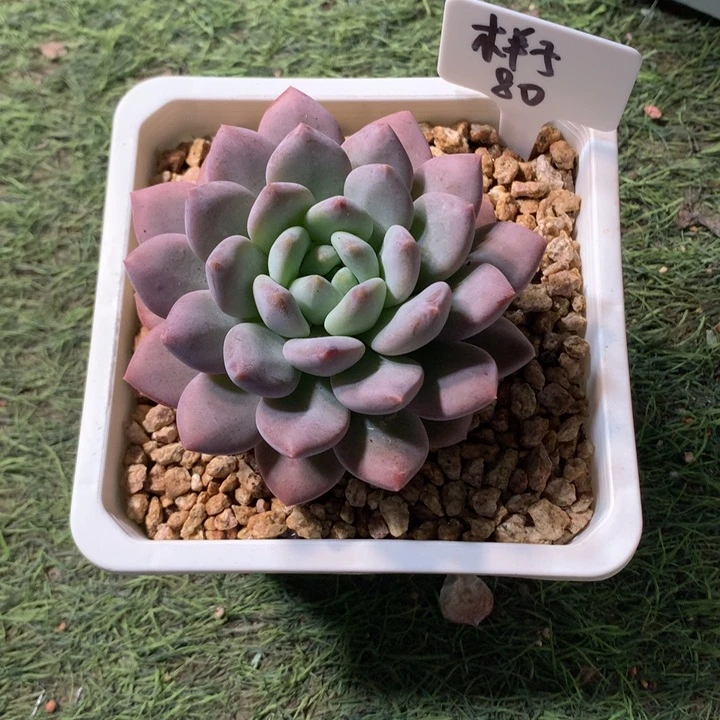 半夏单头多肉好看发货