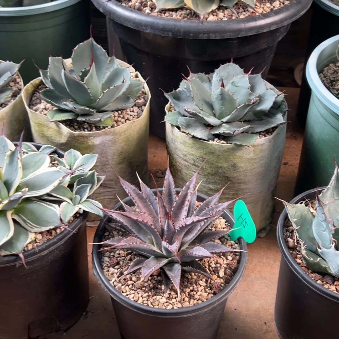 我****”多肉植物龙舌兰道